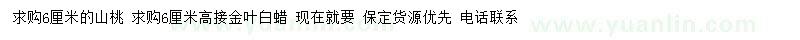 求购6公分山桃、高接金叶白蜡