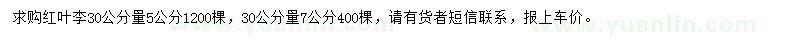 求购30公分量5、7公分红叶李