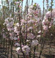 榉树.樱花.垂柳.蜀桧、龙柏、合欢.栾树.广玉兰.香樟.雪松