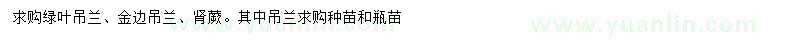 求购绿叶吊兰、金边吊兰、肾蕨