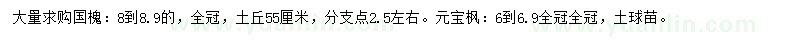 求购8-8.9公分国槐、6-6.9公分元宝枫