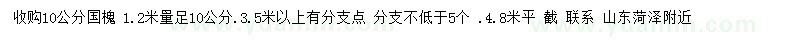 求购1.2米处量10公分国槐