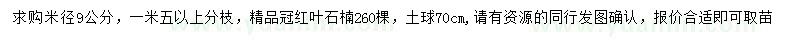 求购米径9公分高杆红叶石楠