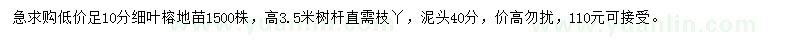 求购足10公分细叶榕地苗