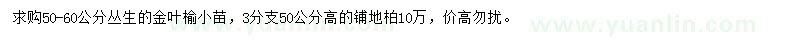 求购丛生金叶榆小苗、铺地柏