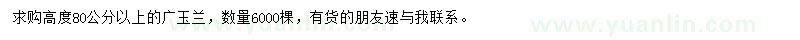 求购高80公分以上广玉兰