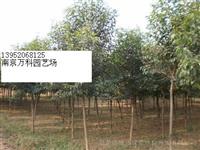 广泛种植小规格1公分/2公分大叶女贞小苗基地，大叶女贞价格