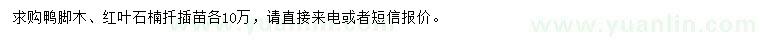 求购鸭脚木、红叶石楠