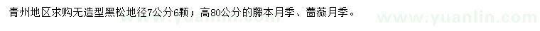 求购无造型黑松、藤本月季、蔷薇月季