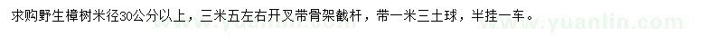 求购米径30公分野生樟树