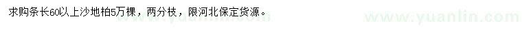 求购条长60以上沙地柏