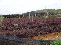 竣林花木基地彩色绿化苗木小苗红花继木小苗 龙柏小苗、地柏小苗