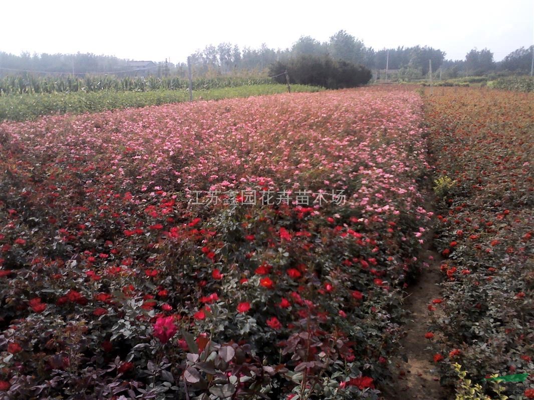 豐花月季苗價格、莫海姆月季價格