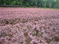 优质红花继木工程苗，本苗圃以*低价供应双面红花继木