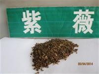 批发优质绿化苗木种子 紫薇种子 百日红种子 红花紫薇种子