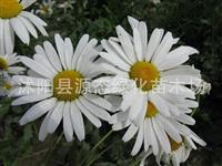 批发优质景观 花卉种子 大滨菊种子 别名 西洋滨菊 大滨菊