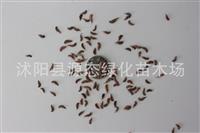护坡紫穗槐 紫穗槐小苗 紫穗槐种子棉槐 椒条 棉条 穗花槐 