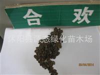 绒花树种子 白合欢种子 银合欢种子 金合欢种子 新种子包发芽