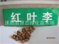 批发林木行道树种子 紫叶李种子 红叶李种子 苗木种子