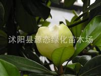 优质紫玉兰苗 广玉兰 紫玉兰 白玉兰 玉兰小苗 玉兰花苗