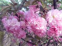 樱花苗木 樱花小苗 工程苗木 樱花 绿化苗木批发 樱花树苗