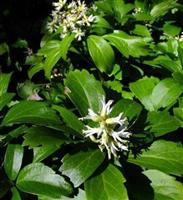 富贵草，富贵草种苗，别名：转筋草、雪山苓、捆仙绳、上天梯