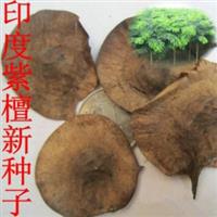 印度紫檀种子，印度紫檀，别名：榈木、花榈木、蔷薇木、羽叶檀