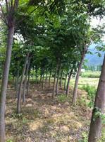 供应浙江黄山栾树