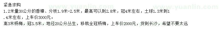 求购1.2米量30公分香樟、高3米杨梅树