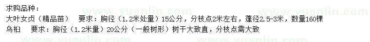 求购胸径15公分大叶女贞、胸径20公分乌桕