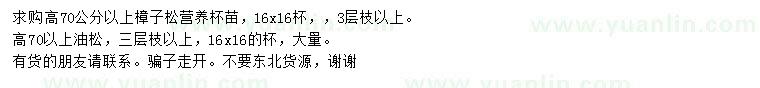 求购高70公分以上樟子松、油松营养杯苗