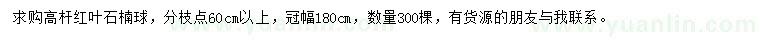 求购冠180公分高杆红叶石楠球