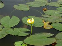 供应：浮蓬草 水养植物 批发水生花卉绿化苗