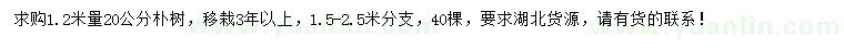 求购1.2米量20公分朴树