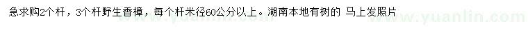 求购每个杆米径60公分以上香樟