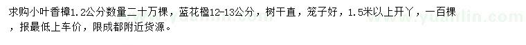 求购1.2公分小叶香樟、12-13公分蓝花楹