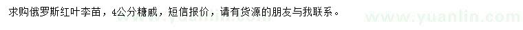 求购俄罗斯红叶李苗、4公分糖槭