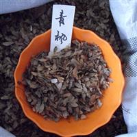 青枫种子 江西青枫种子价格 青枫种子批发