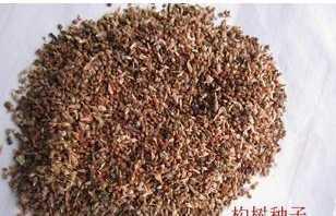 构树种子 江西构树种子批发 构树种子量大优惠