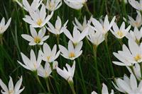 常绿草花白花葱兰报价、红花葱兰定价、葱兰售价、葱兰价格表