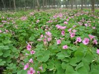 常绿草花红花酢浆草价格、潢川红花酢浆草售价、红花酢浆草报价表