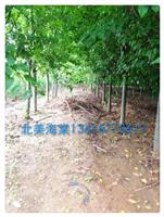 北美海棠之冬紅5