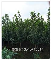 北美海棠之冬紅7