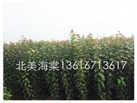 北美海棠之高原之火1
