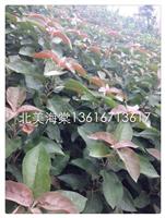 北美海棠之紅巴倫2