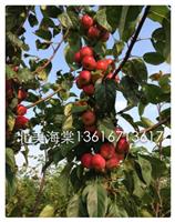 北美海棠之紅巴倫3