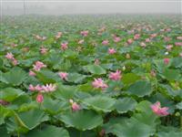 水生花卉报价荷花、水生鸢尾、千屈菜、菖蒲、香蒲、梭鱼草、睡莲