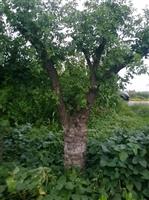古枣树 老枣树 花瓶枣树 造型大枣树 百年枣树 基地只供