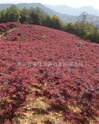 浙江奉化红枫大量供应 红枫价格优惠