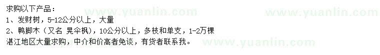 求购5-12公分以上发财树、10公分以上鸭脚木